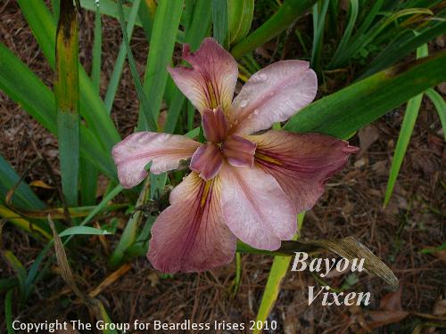 Bayou Vixen (1)